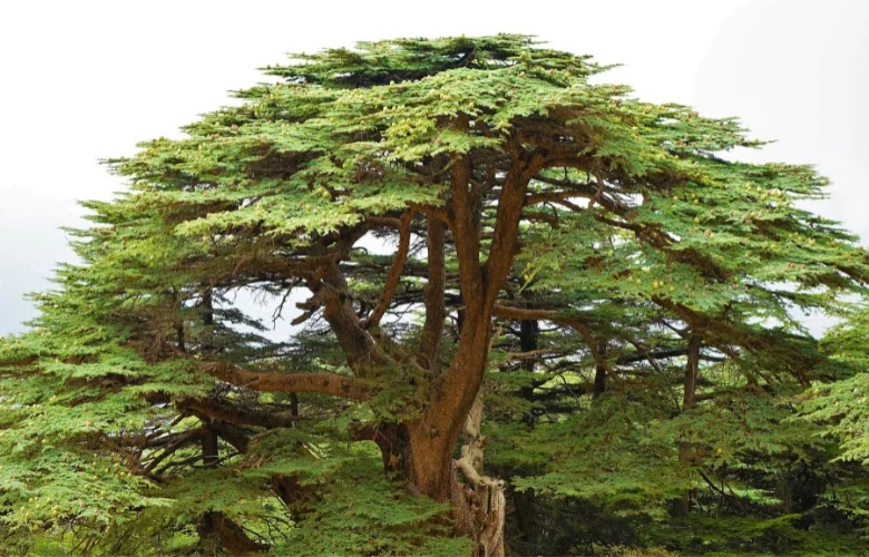 Cedros do Líbano Floresta Milenar